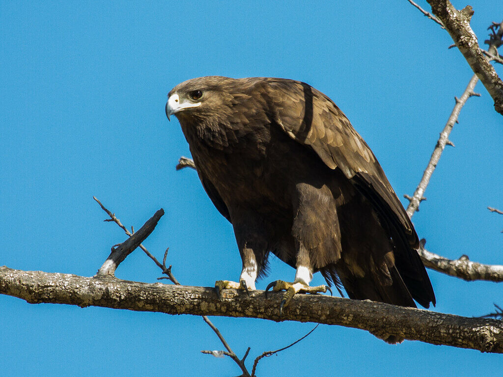 Большой подорлик
