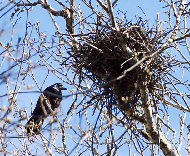«Ахова птушак Бацькаўшчыны» напоминает: после 15 февраля уничтожать гнезда птиц будет нельзя
