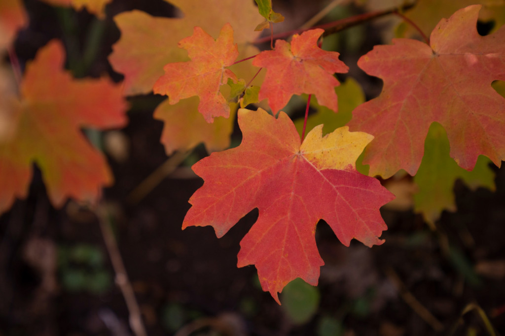 Листья клена Листья клена